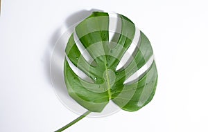 Green leaves of Swiss Cheese plant monstera on a white background. Beautiful tropical template. Copy space