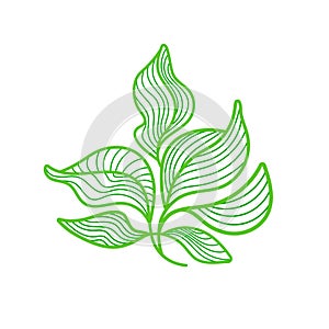 Green leaves symbol. Vector art line Tea raw plant