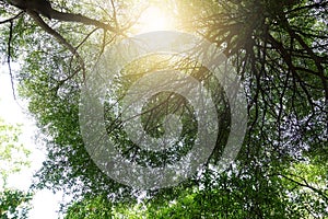 Tree grows big branches