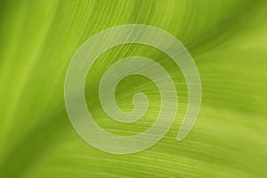 Green leaves,texture background