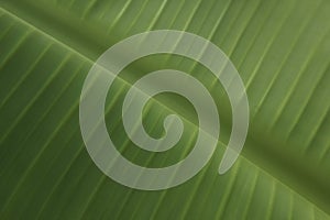 Green leaves,texture background