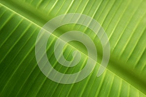 Green leaves,texture background