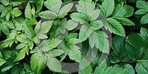 Green Leaves Texture Background