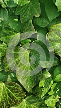 Green Leaves Texture Background