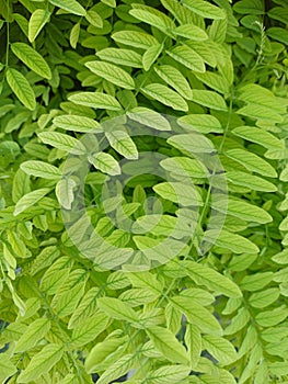 Green leaves texture background with beautiful pattern. Clean environment. Ornamental plant in the garden. Organic natural