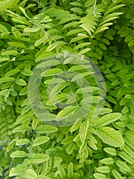 Green leaves texture background with beautiful pattern. Clean environment. Ornamental plant in the garden. Organic natural