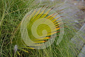 Green leaves texture in Eilat