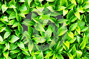 Green leaves Texture Pattern Background