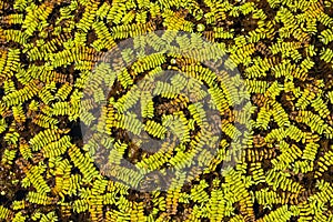 Green leaves texture in swamp