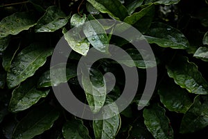 Green leaves texture top view background. Full frame of tropical dark green leaf tone