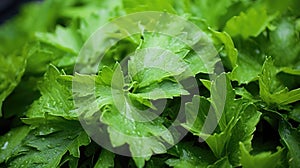 Green Leaves texture with water drops background. Beautiful bright fresh natural close-up of greens