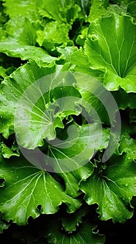 Green Leaves texture with water drops background. Beautiful bright fresh natural close-up of greens