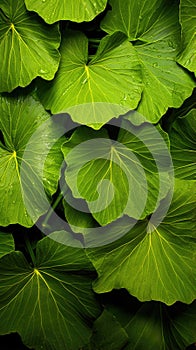 Green Leaves texture with water drops background. Beautiful bright fresh natural close-up of greens