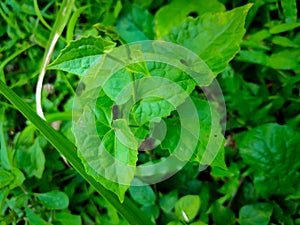 Green leaves that thrive during the rainy season