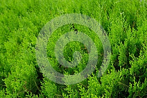 Green leaves of Thuja trees background. photo