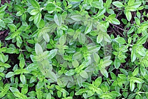 Green leaves of thymus. Twigs of fresh thyme growing in the garden. The herb thymus. Green plant in the garden