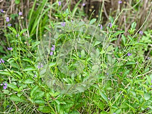 Green leaves with tiny purple flowers