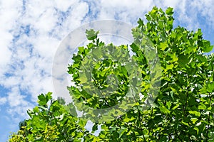 Green leaves of top Tulip tree Liriodendron tulipifera, called Tuliptree, American or Tulip Poplar on blue sky background. Natur