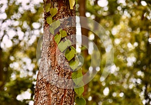 Green leaves on a traditional tree around a forest