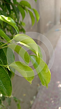 Green leaves in the tree