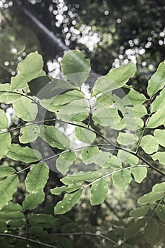 Green leaves on tree