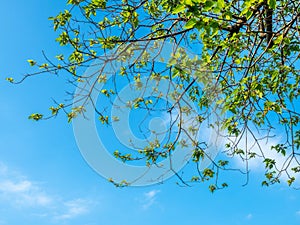 Green leaves on tree with blue sky