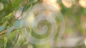 Green leaves on tree branch