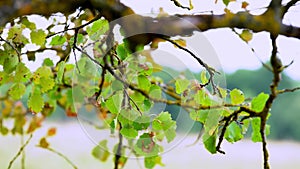 Green leaves on a tree branch in autumn.