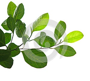 Green leaves and tree branch isolated