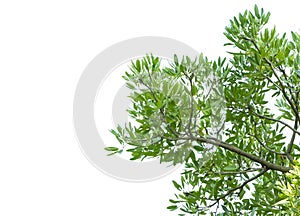 Green leaves and tree branch isolated on a white background