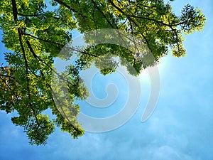 Green leaves of tree branch and sunlight on blue sky background