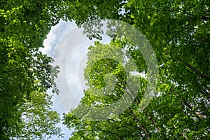 Green leaves tree canopy