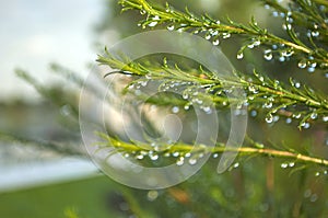 Green leaves of tree with drops of water photo