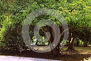 Green leaves tree in garden