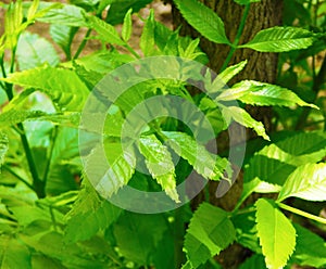 Green leavesÂ´tree illuminated by sunlight