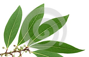 Green leaves of tree mandarin on isolated white