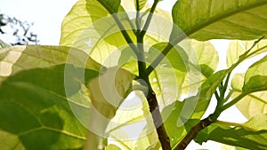 Green leaves tree plant with sunbeam glimmering through.