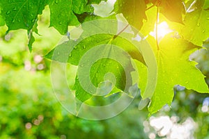 Green leaves on a tree after rain . The branch is green. Water drops on a leaf. Fresh after the rain. Background leaves green rain