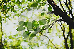 Green leaves on the tree in the wood. Natural background