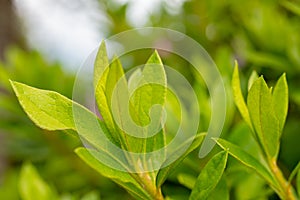 green leaves in treen against green background