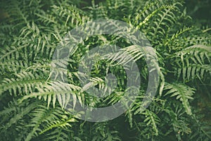 Green leaves of tropical fern plants, green jungle summer background