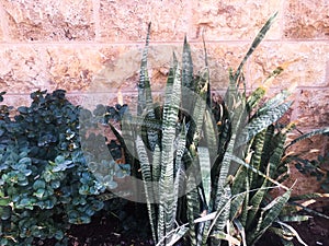 Green leaves of tropical foliage of bush plants opposite the wall photo