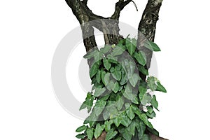 Green leaves tropical foliage plant Philodendron green emerald climbing on jungle rainforest tree trunk isolated on white