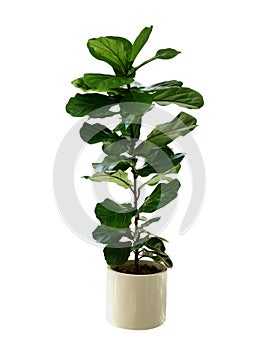 Green leaves tropical houseplant fiddle-leaf fig tree Ficus lyrata in small ceramic pot, ornamental tree isolated on white