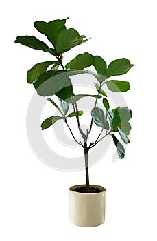 Green leaves tropical houseplant fiddle-leaf fig tree Ficus lyrata in small ceramic pot, ornamental tree isolated on white photo