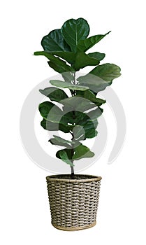 Green leaves tropical houseplant fiddle-leaf fig tree Ficus lyrata in small ceramic pot, ornamental tree isolated on white photo