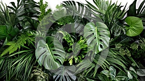 Green leaves, Tropical leaves foliage plant bush floral arrangement nature backdrop isolated on white background. Nature of green