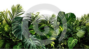 Green leaves, Tropical leaves foliage plant bush floral arrangement nature backdrop isolated on white background. Nature of green