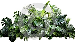 Green leaves, Tropical leaves foliage plant bush floral arrangement nature backdrop isolated on white background. Nature of green