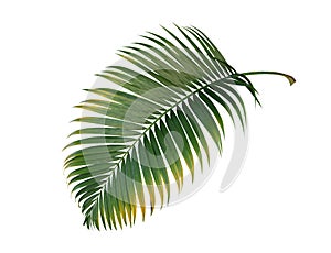 Green leaves tropical palm plant isolated on white background, clipping path